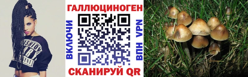 Псилоцибиновые грибы Psilocybe  Юрьев-Польский 